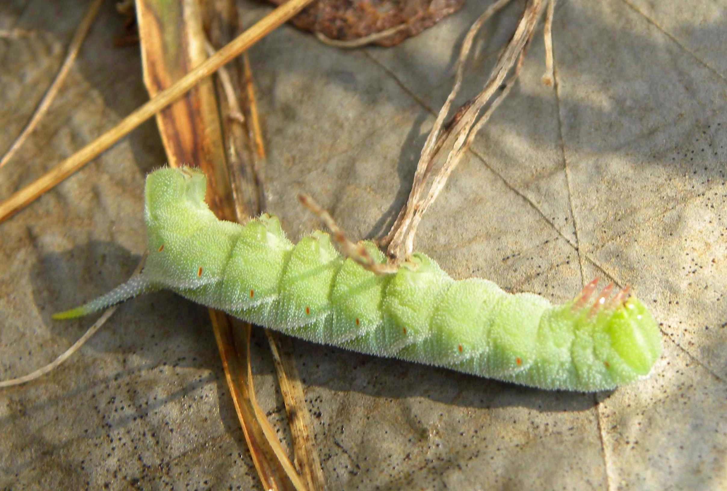 identificazione bruco